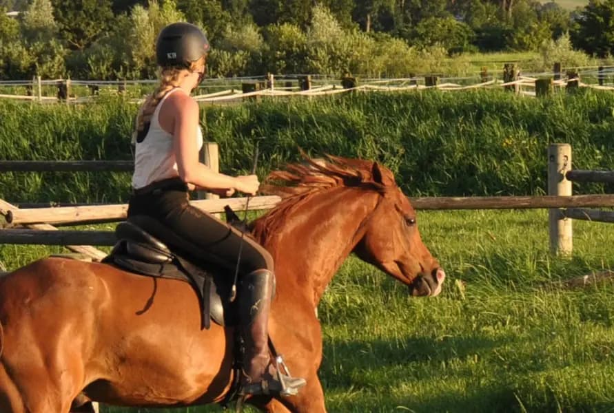 Team building avec les chevaux