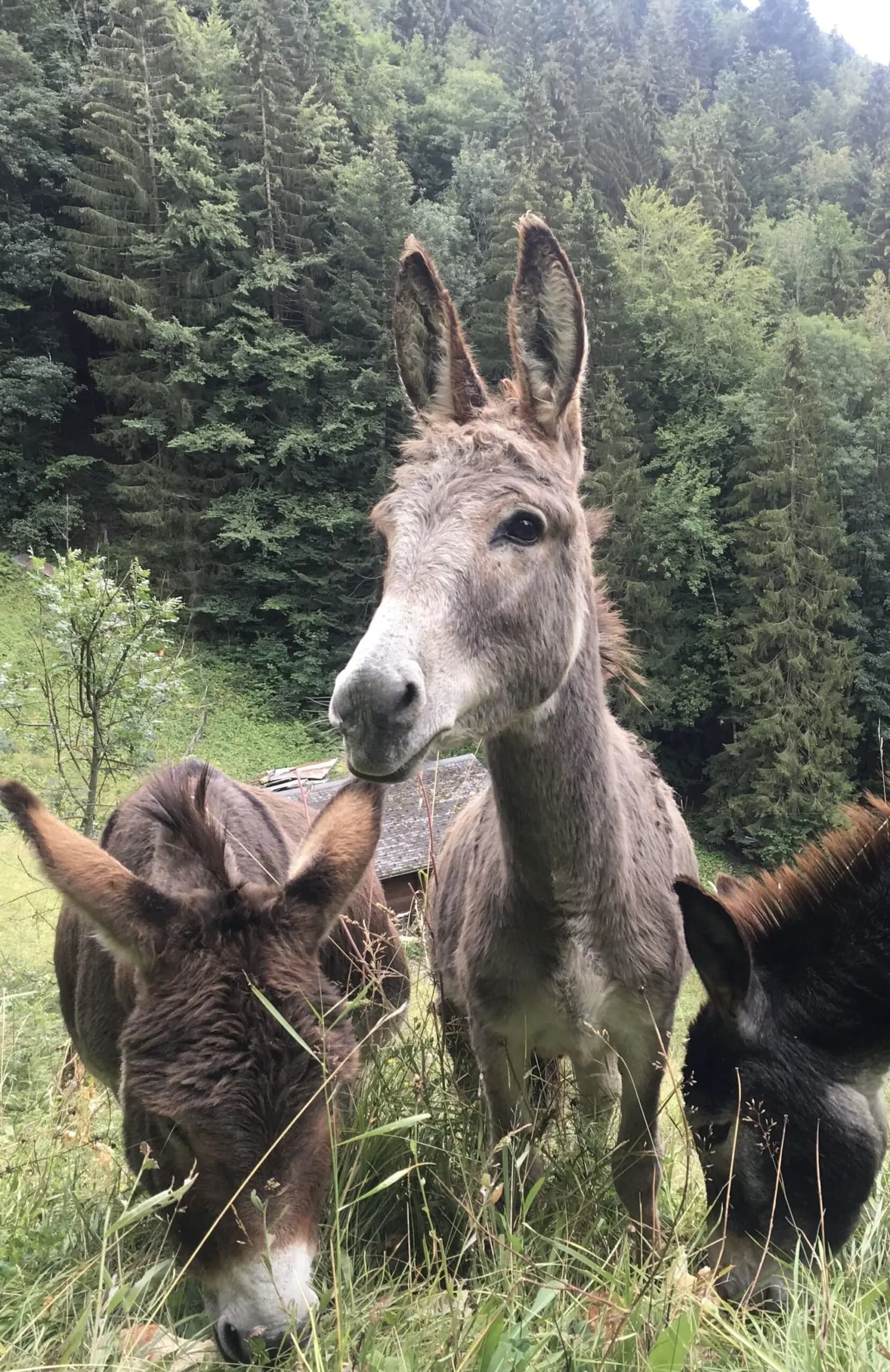 TroupeauTactique : le team building qui va vous rendre “chèvre”